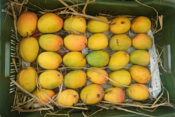 Mango
