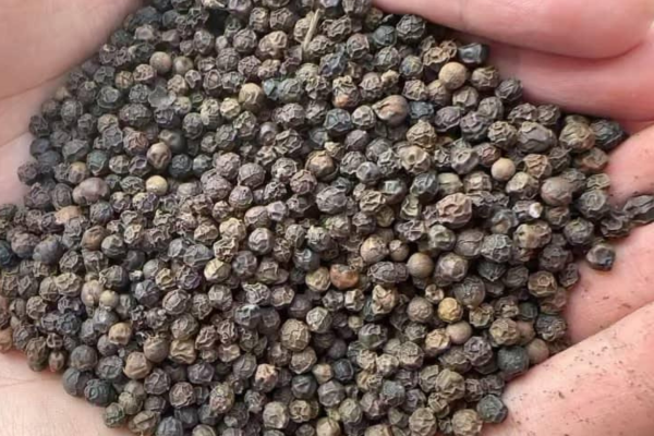 Black Pepper 1 black pepper