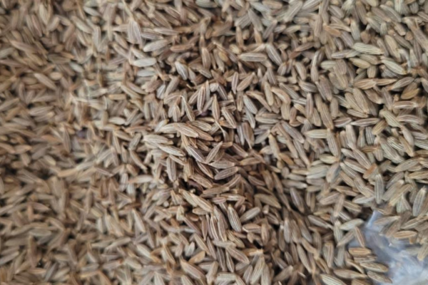 Cumin 1 Cumin