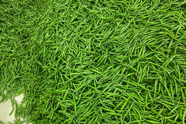 Green Chilli 3 Green Chilli