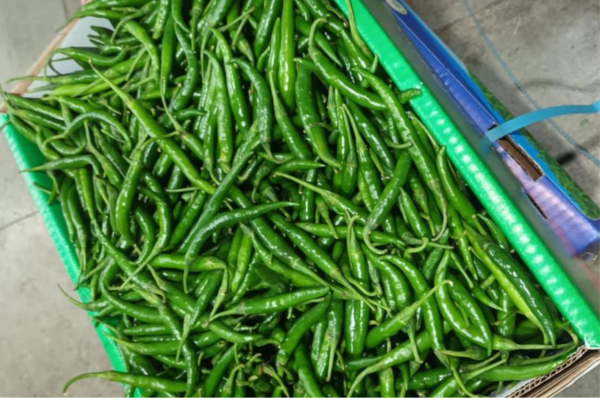 Green Chilli 2 Green Chilli