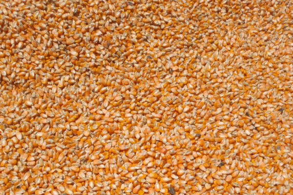 Maize 1 Maize