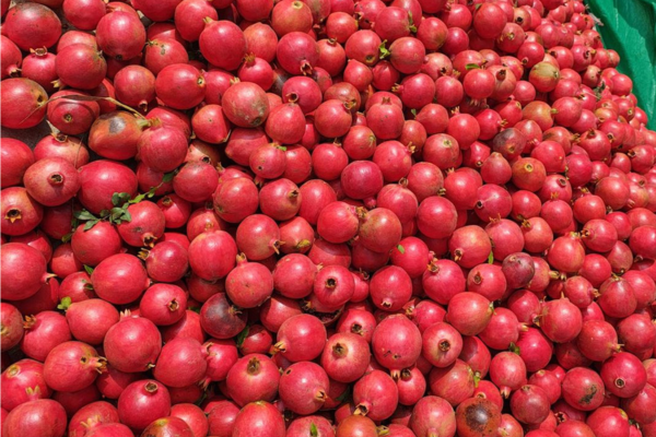 Pomegranate