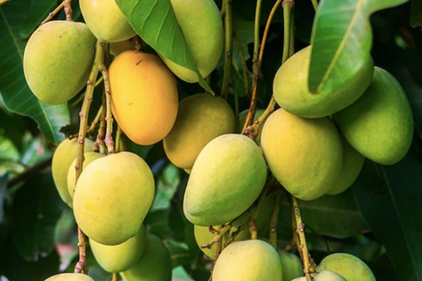Indian Alphonso Mango